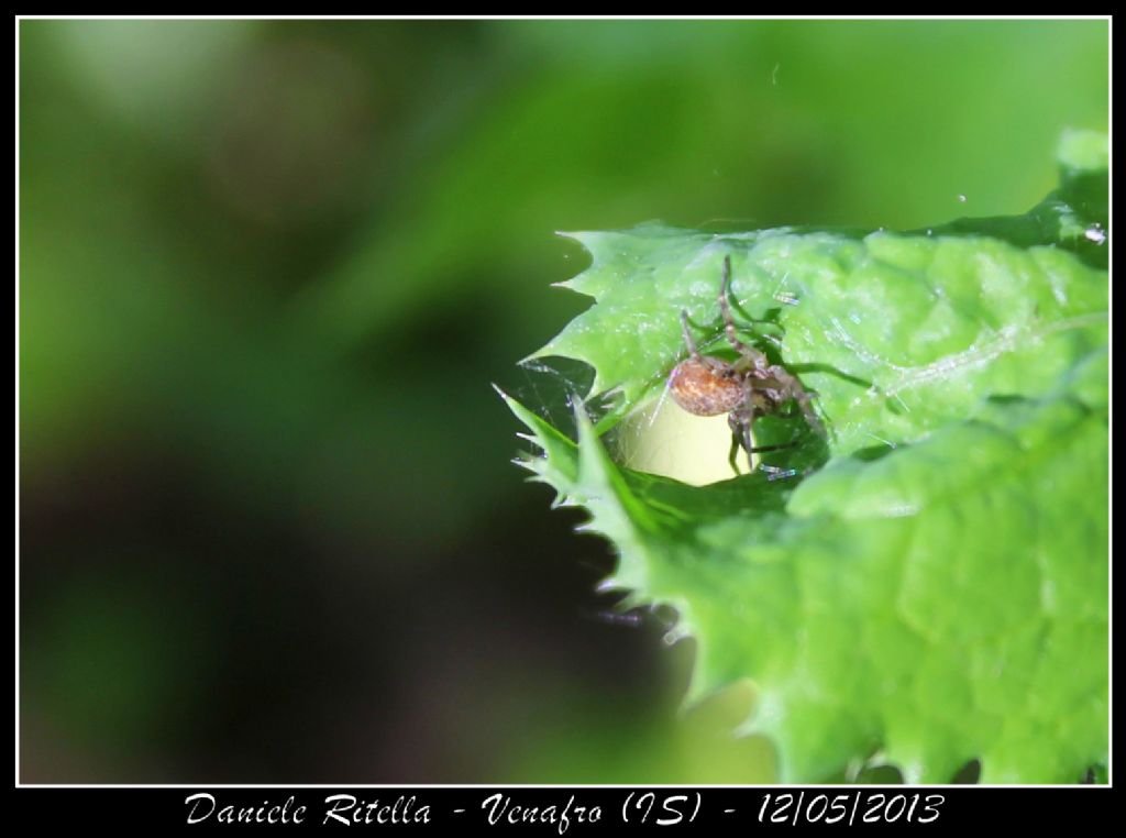 Philodromus sp. - Venafro (IS)